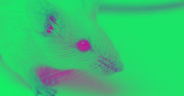 مهندسی ژنتیک بینایی را به موش ها بازگرداند