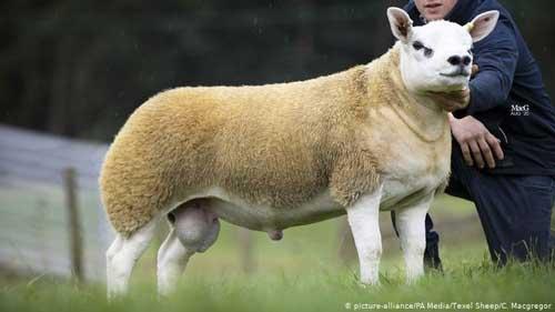 گران ترین گوسفند دنیا به فروش رسید