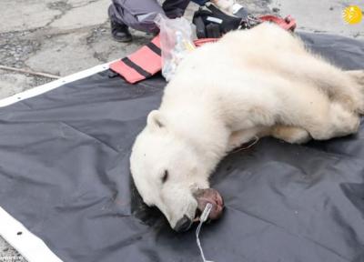 نجات خرس قطبی که قوطی فلزی زبانش را پاره کرد