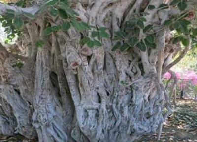 درخت انجیر معابد